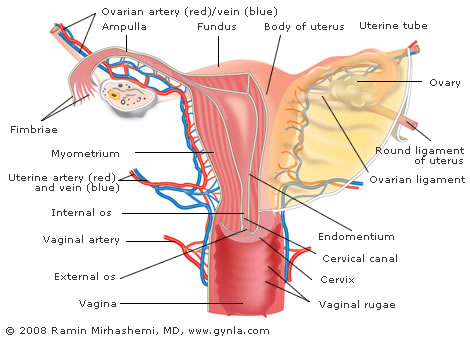 Uterine Cancer / Endometrial Cancer